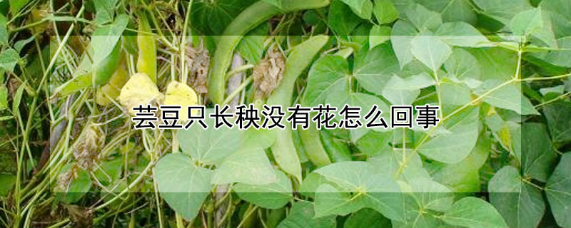 芸豆隻長秧沒有花怎麼回事