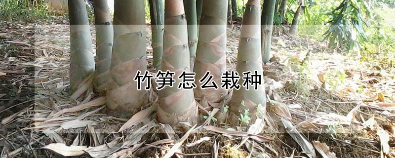 竹筍怎麼栽種