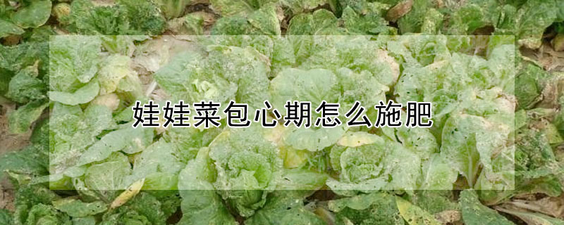 娃娃菜包心期怎麼施肥