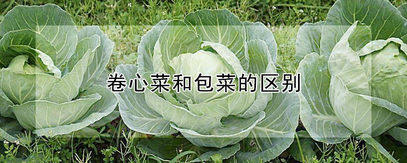 卷心菜和包菜的區別