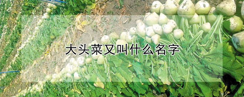 大頭菜又叫什麼名字