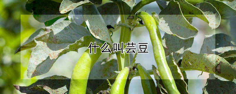 什麼叫芸豆