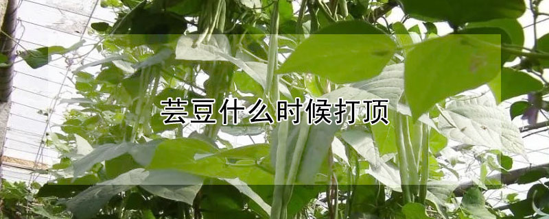 芸豆什麼時候打頂