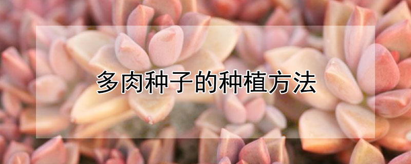 多肉種子的種植方法