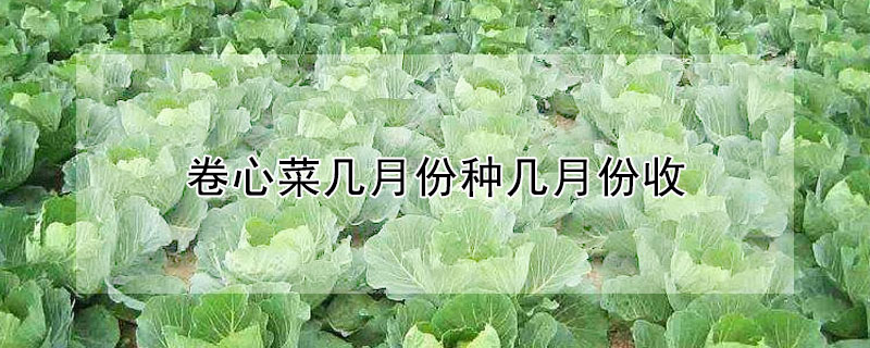 卷心菜幾月份種幾月份收