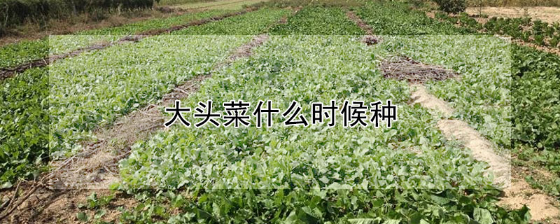 大頭菜什麼時候種