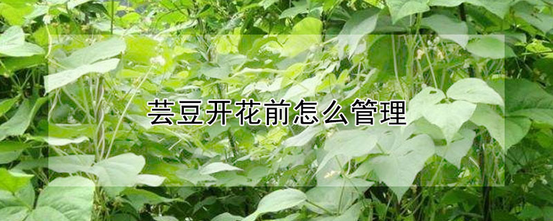 芸豆開花前怎麼管理