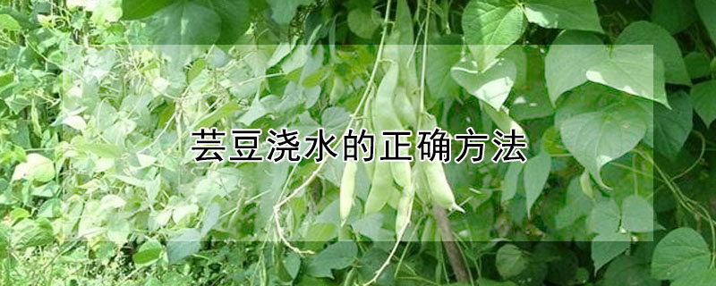 芸豆澆水的正確方法