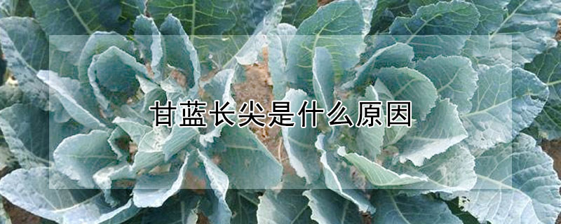 甘藍長尖是什麼原因