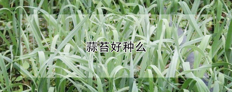 蒜苔好種麼