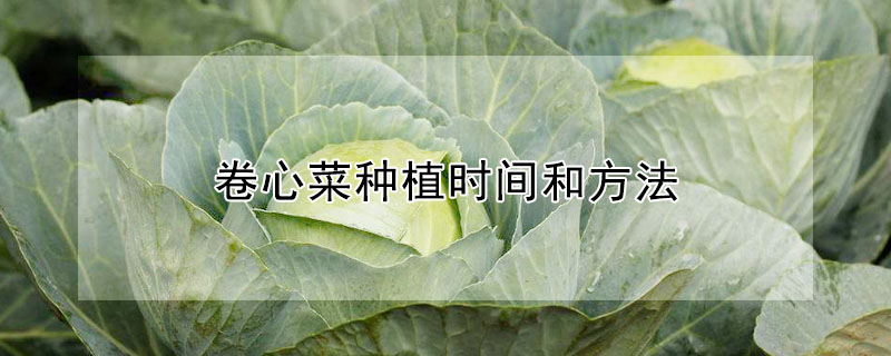 卷心菜種植時間和方法