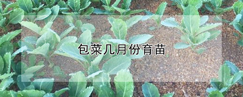 包菜幾月份育苗