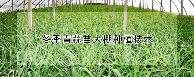 冬季青蒜苗大棚種植技術