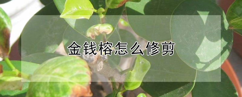 金錢榕怎麼修剪