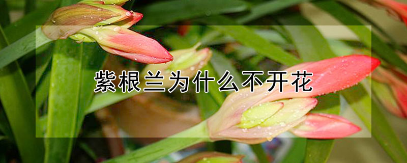 紫根蘭為什麼不開花