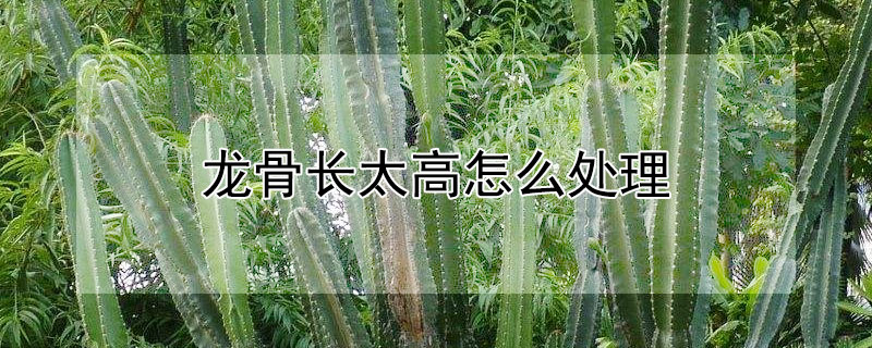 龍骨長太高怎麼處理