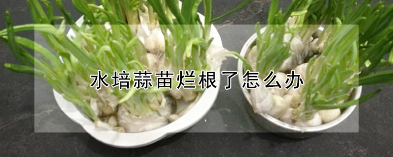 水培蒜苗爛根了怎麼辦