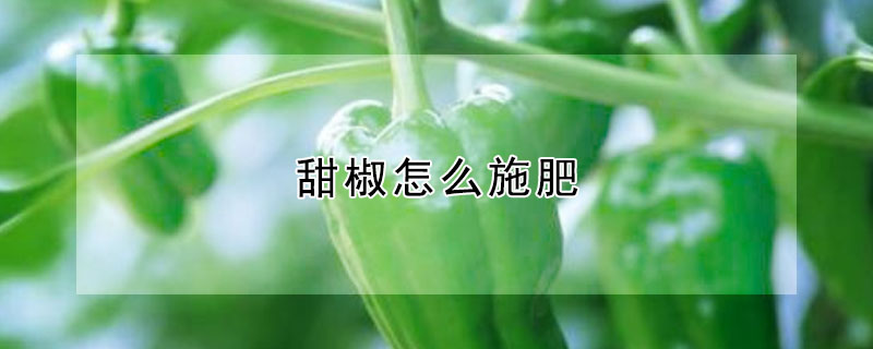 甜椒怎麼施肥