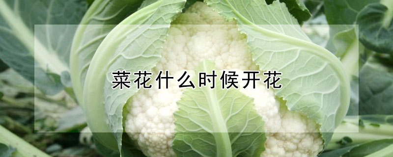 菜花什麼時候開花