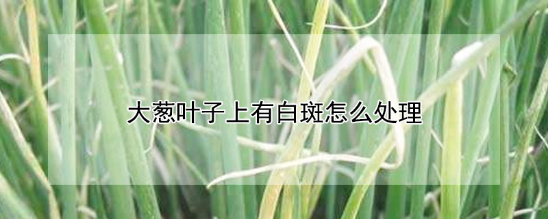 大蔥葉子上有白斑怎麼處理