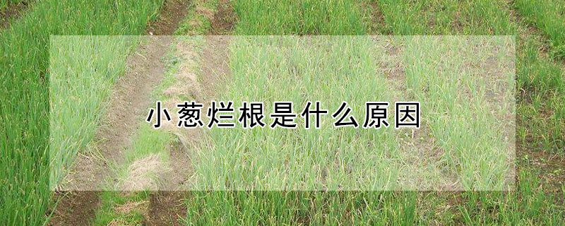 小蔥爛根是什麼原因