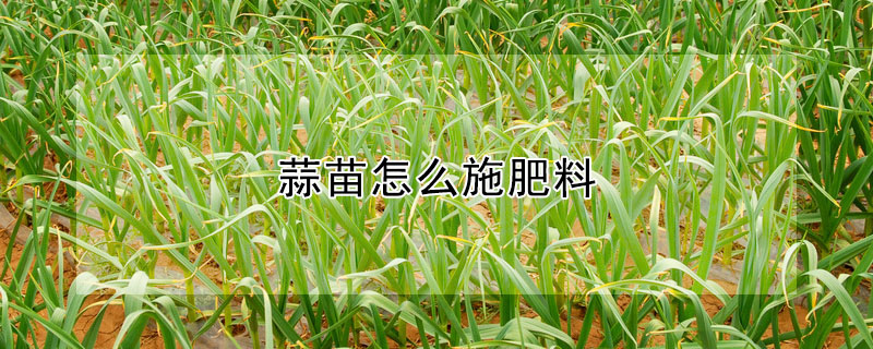 蒜苗怎麼施肥料