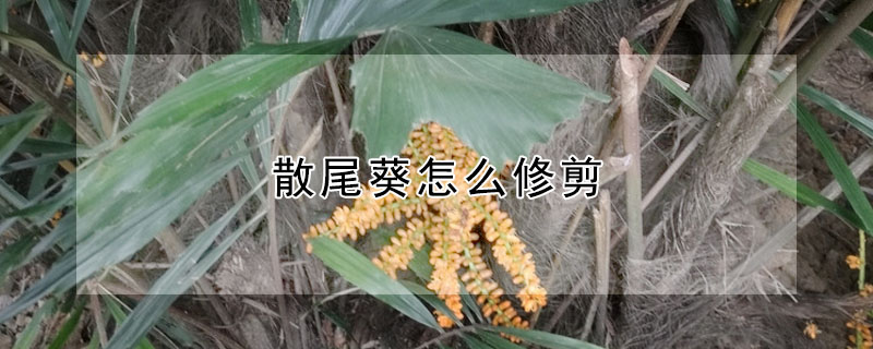 散尾葵怎麼修剪