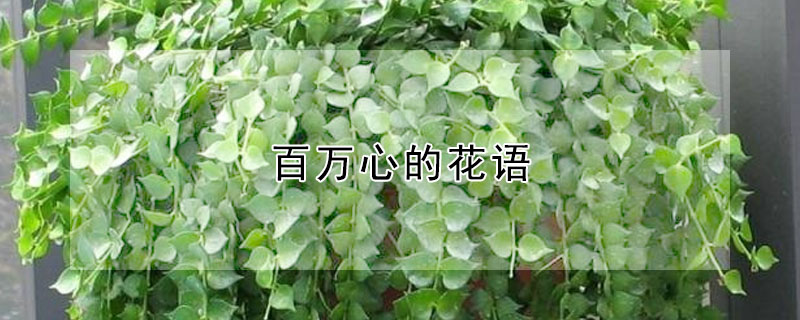 百萬心的花語