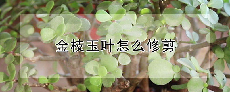 金枝玉葉怎麼修剪