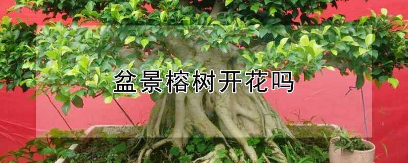 盆景榕樹開花嗎