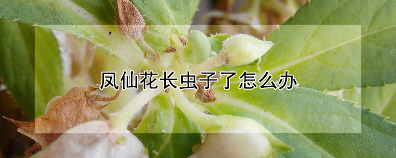 鳳仙花長蟲子了怎麼辦