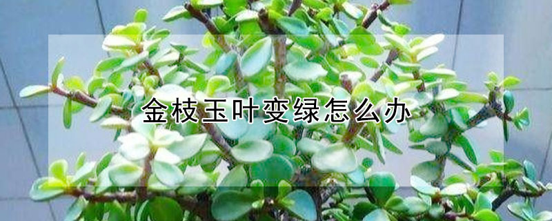 金枝玉葉變綠怎麼辦