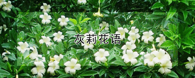 灰莉花語