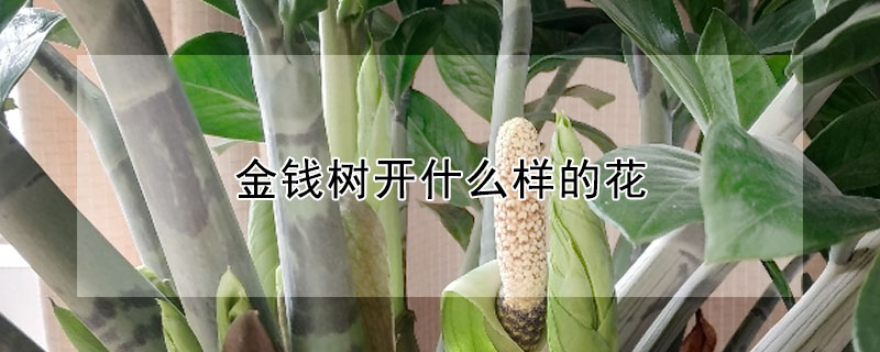 金錢樹開什麼樣的花