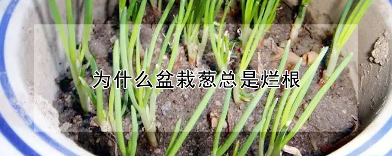 為什麼盆栽蔥總是爛根