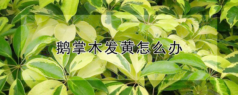 鵝掌木發黃怎麼辦