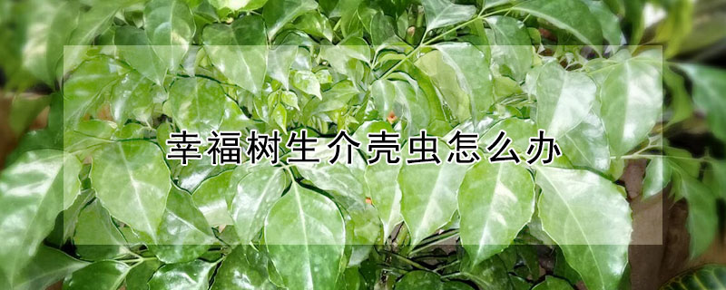 幸福樹生介殼蟲怎麼辦