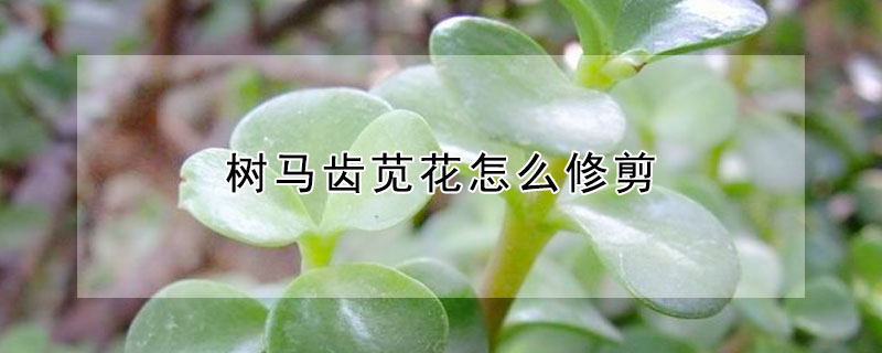 樹馬齒莧花怎麼修剪