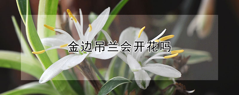 金邊吊蘭會開花嗎