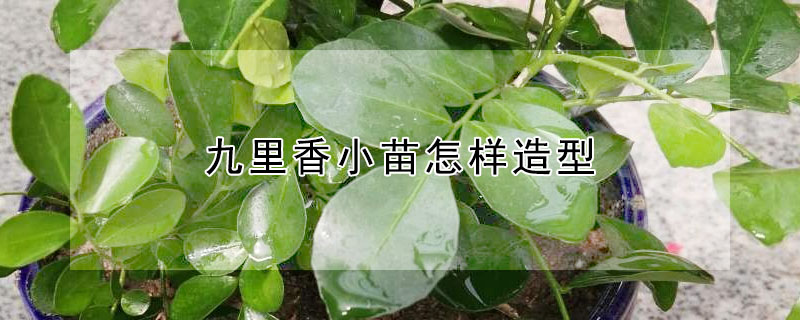 九裏香小苗怎樣造型