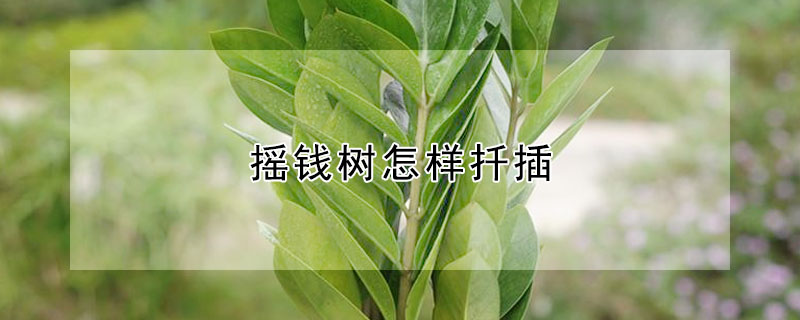 搖錢樹怎樣扡插