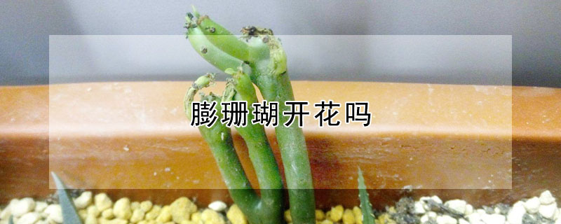 膨珊瑚開花嗎