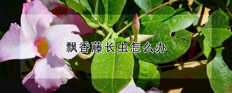 飄香藤長蟲怎麼辦