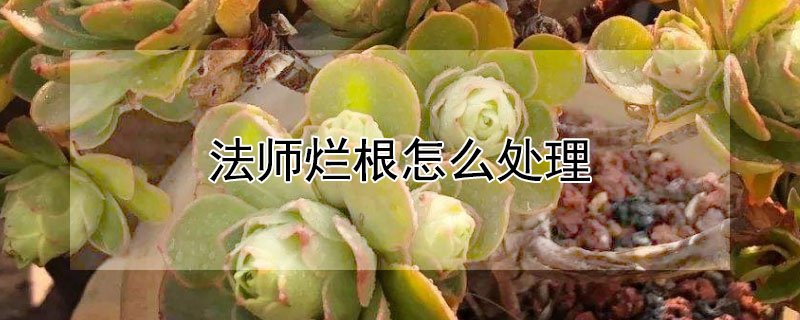 法師爛根怎麼處理