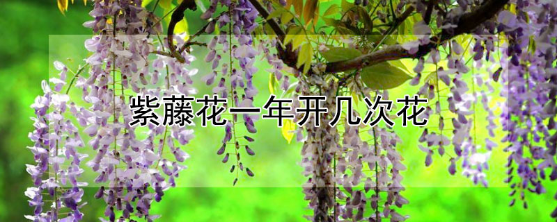 紫藤花一年開幾次花