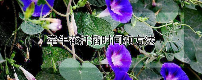 牽牛花扡插時間和方法