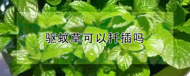 驅蚊草可以扡插嗎