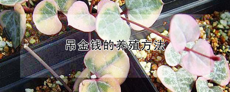 吊金錢的養殖方法