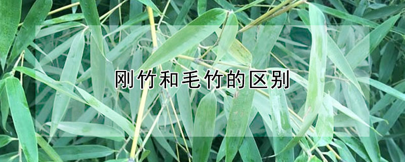 剛竹和毛竹的區別