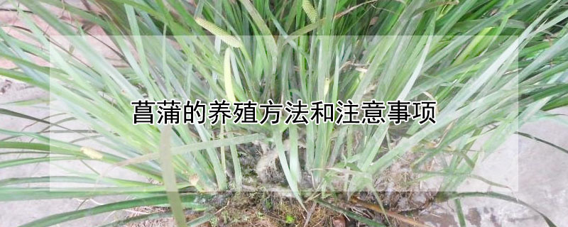 菖蒲的養殖方法和注意事項